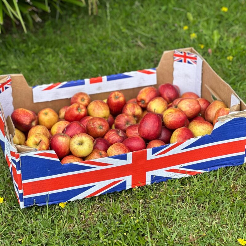 Tray of Apples