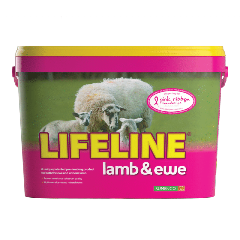 Lifeline Lamb and Ewe Bucket