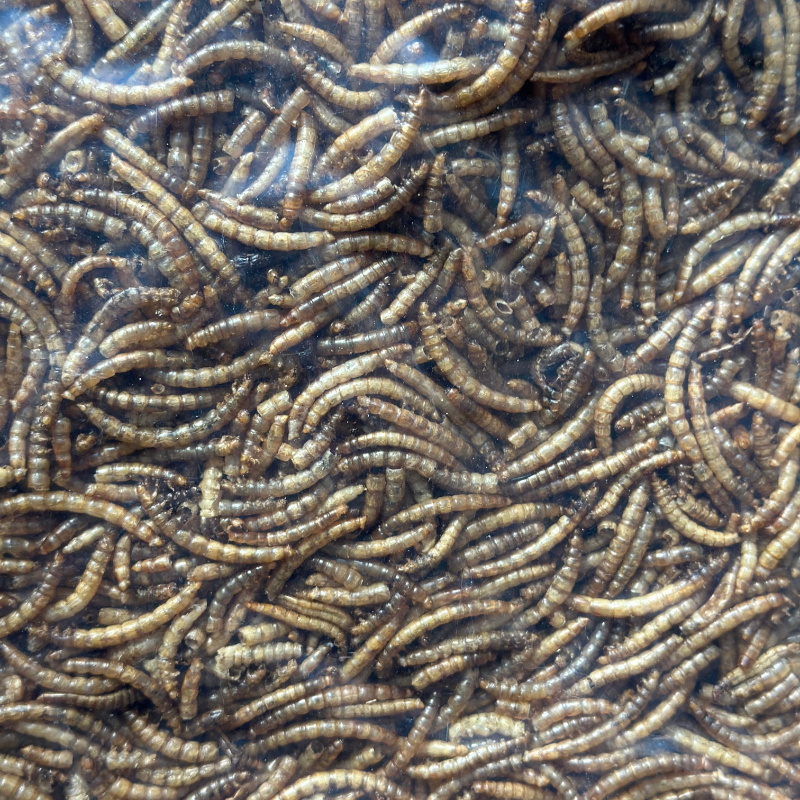 Mealworms-12.55 KG